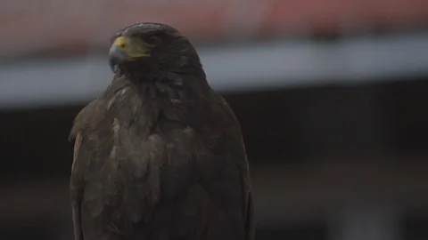 Brown Hawk Perched On Guard Rail Stock Footage 118096433