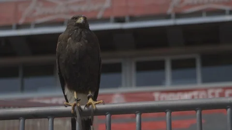 Brown Hawk Perched On Guard Rail Stock Footage 118096467