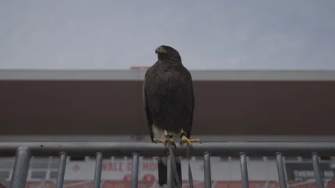 Brown Hawk Perched On Guard Rail Stock-Footage 118096517