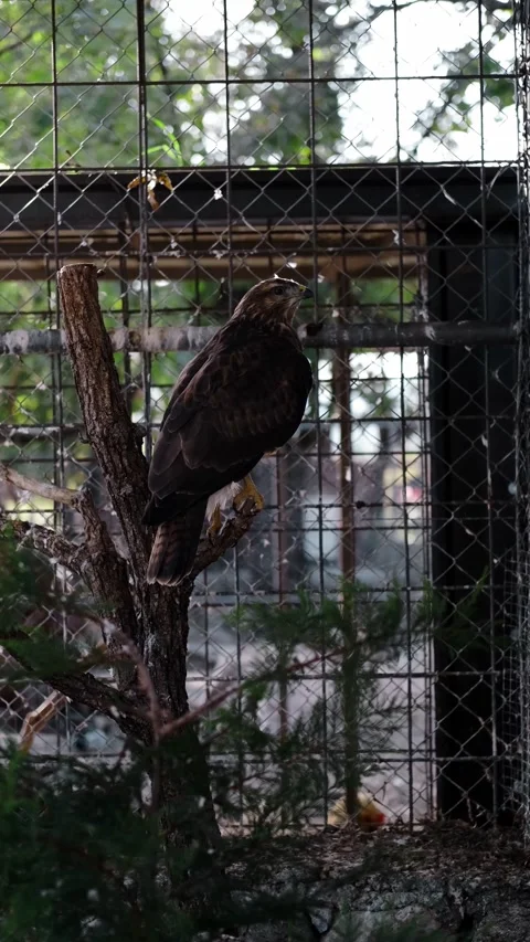 Brown hawk perched on a tree branch inside an aviary, surrounded by wire mesh Stock Footage 327537135