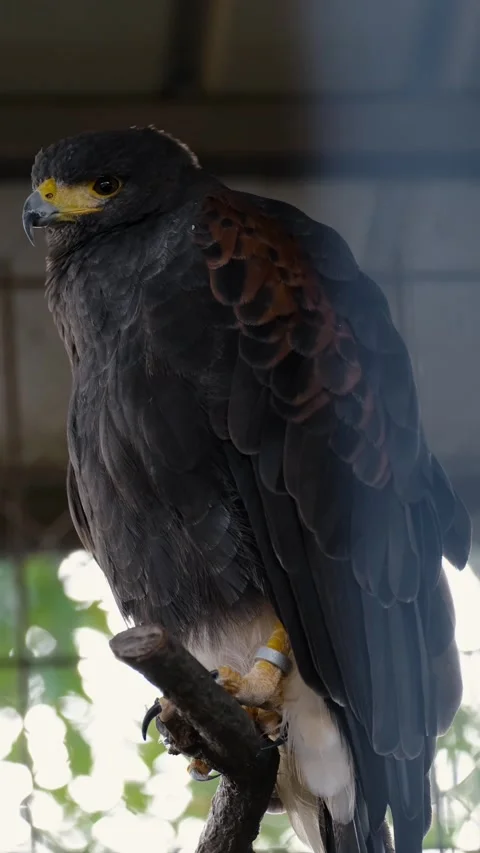 Brown hawk perched on a tree branch inside an aviary, surrounded by wire mesh Stock Footage 327538211