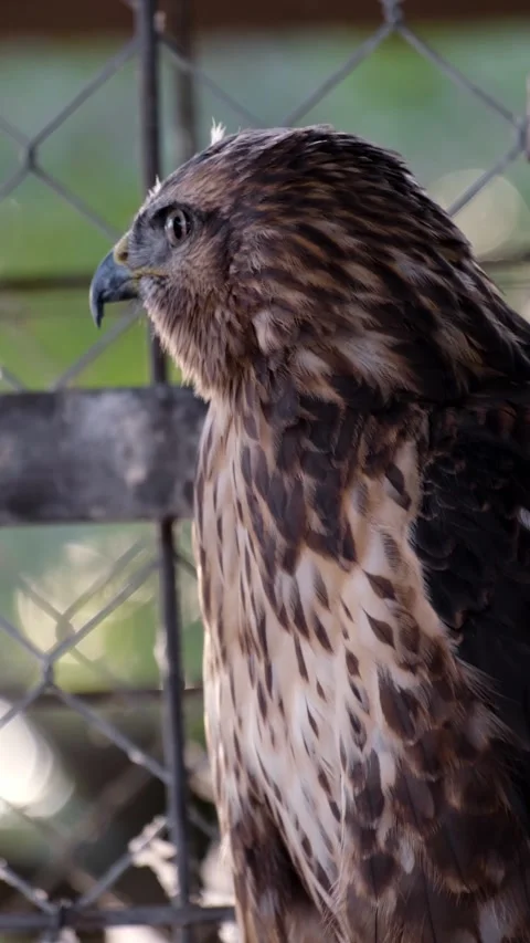 Brown hawk perched on a tree branch inside an aviary, surrounded by wire mesh Stock Footage 327538331