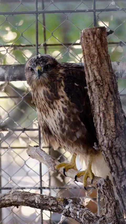 Brown hawk perched on a tree branch inside an aviary, surrounded by wire mesh Stock Footage 327538369