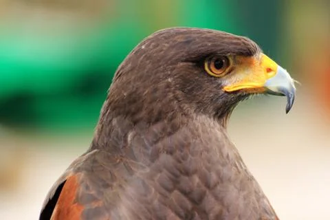 Brown Hawk Stock Photos