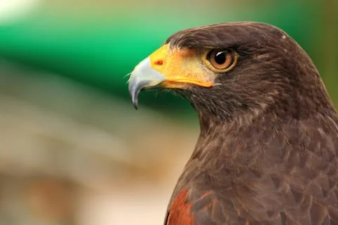 Brown Hawk Stock-Fotos