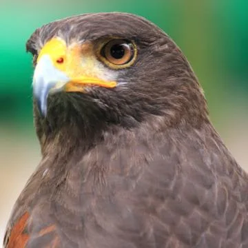 Brown Hawk Stock-Fotos