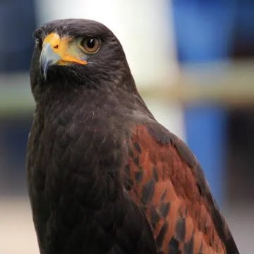 Brown Hawk Stock-Fotos