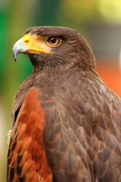 Brown Hawk Stock-Fotos