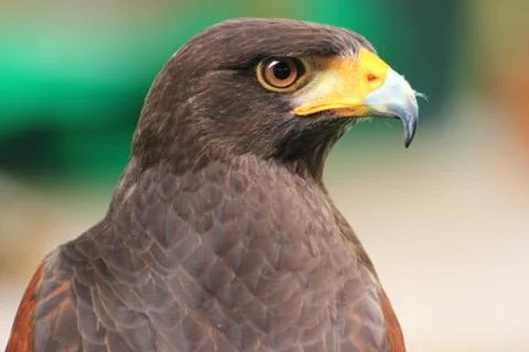 Brown Hawk Stock Photos