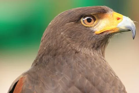Brown Hawk Stock Photos
