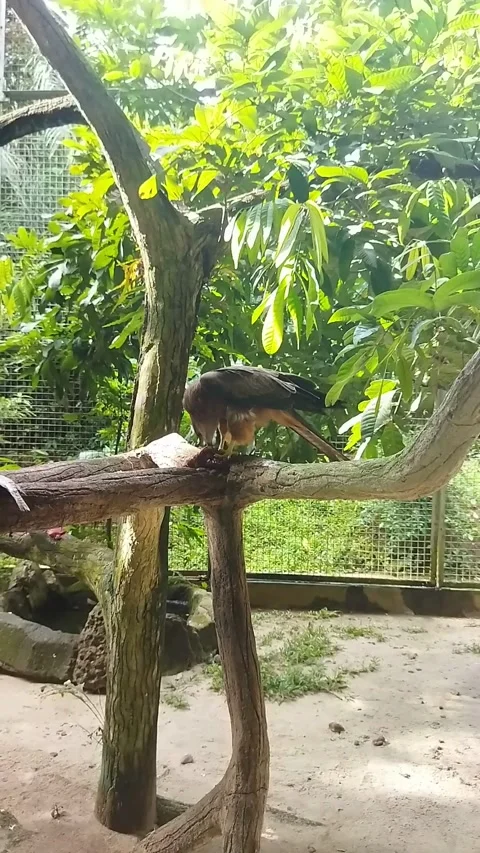 A brown hawk sits perched on a large, natural-looking branch in a zoo enclosure. Stock Footage 307296508