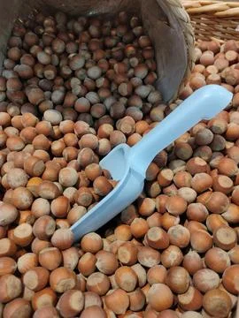 Brown hazelnuts poured into a basket Stock Photos