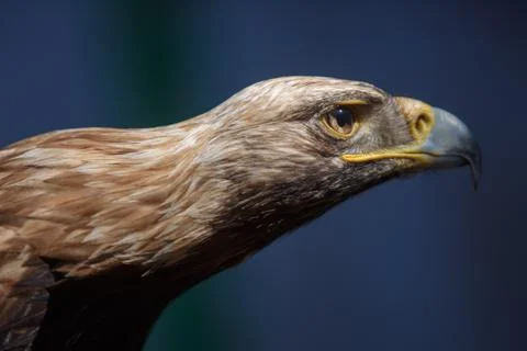 Brown head golden eagle, close up of wild bird 库存照片