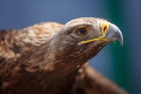 Brown head golden eagle, close up of wild bird Stock Photos