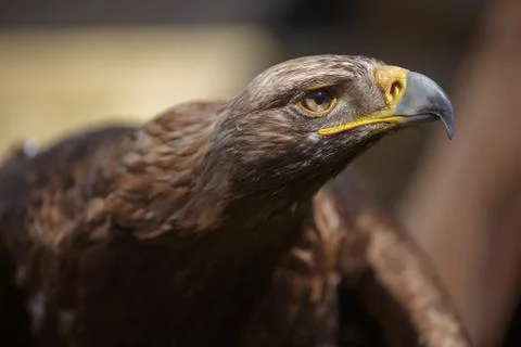 Brown head golden eagle, close up of wild bird 库存照片