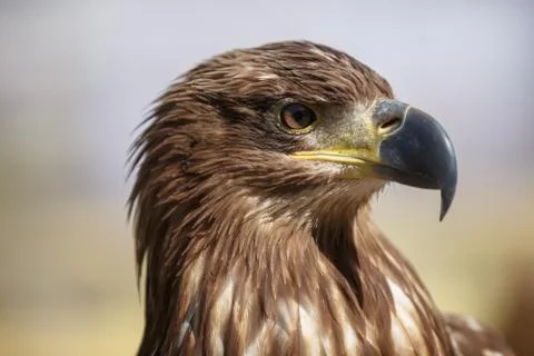 Brown head sea-eagle, close up of wild bird 库存照片