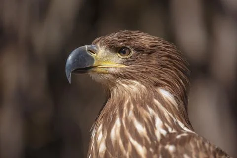 Brown head sea-eagle, close up of wild bird Stock Photos
