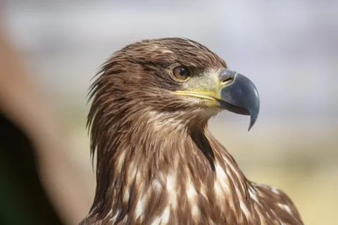 Brown head sea-eagle, close up of wild bird 库存照片