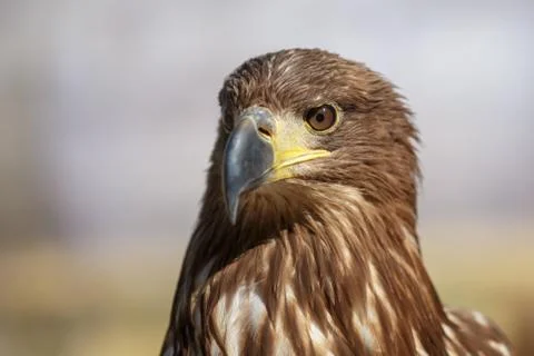 Brown head sea-eagle, close up of wild bird Stock Photos
