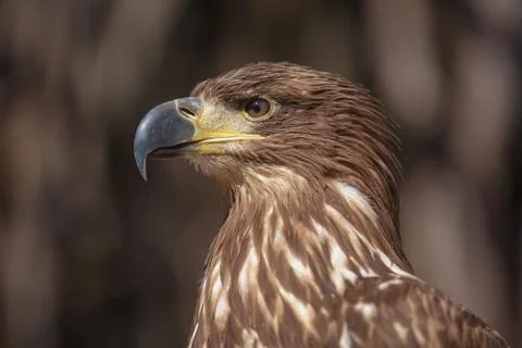 Brown head sea-eagle, close up of wild bird Stock Photos