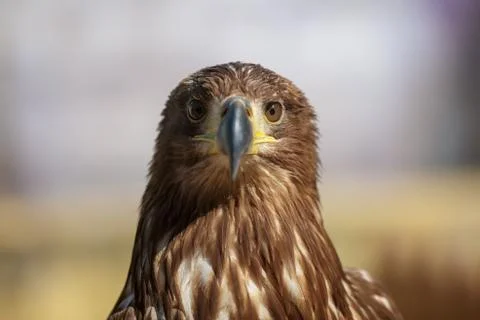 Brown head sea-eagle, close up of wild bird Stock Photos