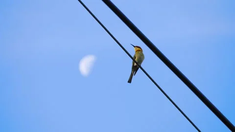 Brown-headed Bee-eater birds eating Video stock 304903425