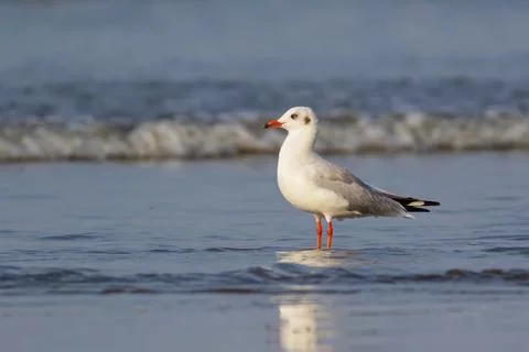 Brown Headed Gull Foraging in Shallow Ocean Waves on Sandy Beach Shore Stock Photos