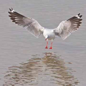 Brown-headed gull Stock Photos