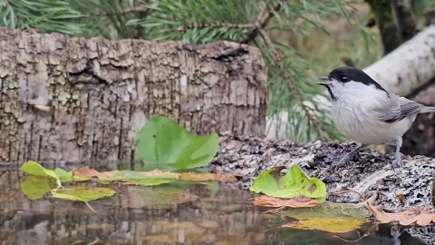 The brown-headed nutcracker, lat. Poecile montanus , a small mobile titmouse Stock Footage 319167665