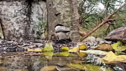 The brown-headed nutcracker, lat. Poecile montanus , a small mobile titmouse Stock Footage 319168566
