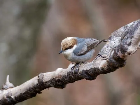 Brown-headed Nuthatch bird Foto stock
