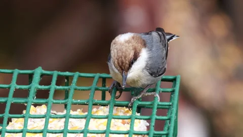 Brown-headed Nuthatch bird on suet feeder Stock-Footage 297636811