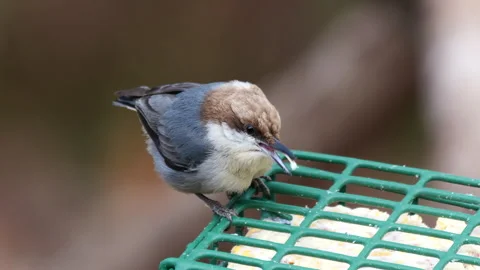 Brown-headed Nuthatch bird on suet feeder Stock Footage 300102027