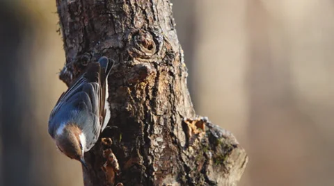 Brown-headed Nuthatch Stock Footage 34630425