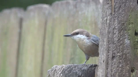Brown-headed Nuthatch Stock Footage 41437145