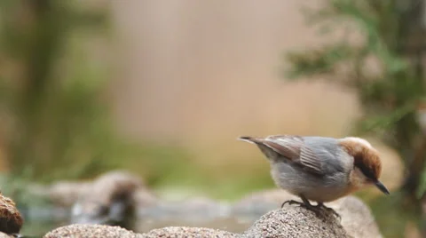 Brown-headed Nuthatch Vídeo Stock 47125297
