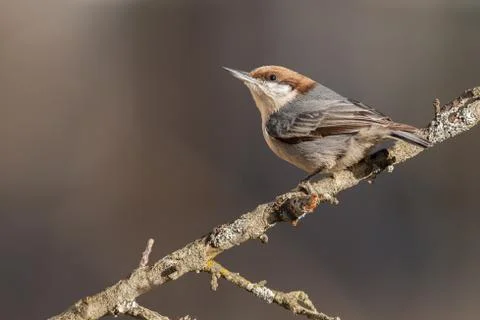 Brown-headed Nuthatch Stock Photos