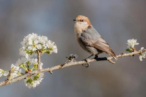 Brown-headed Nuthatch Stock Photos