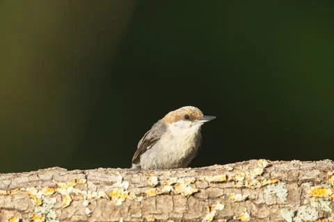 Brown-headed Nuthatch Stock Photos