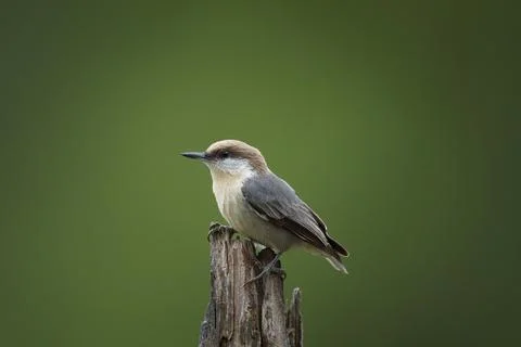 Brown-Headed Nuthatch  Stock Photos