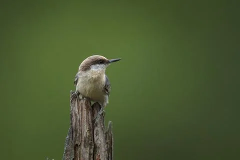 Brown-Headed Nuthatch Stock Photos