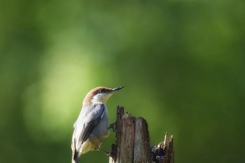 Brown-headed Nuthatch Stock Photos