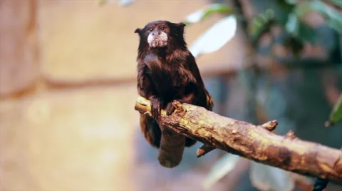 Brown-headed or saddle-backed tamarin, Saguinus fuscicollis, Stock Footage 46369008