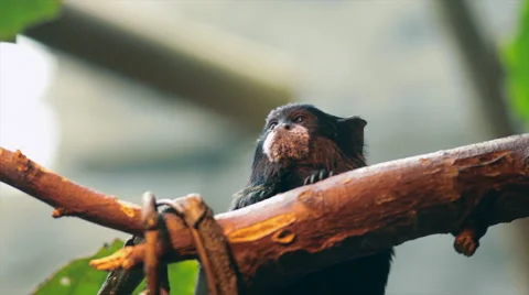 Brown-headed or saddle-backed tamarin, sitting behind the bough and yawning. Stock Footage 46387415