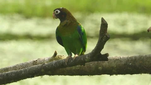 Brown Headed Parrot, perched on dead branch Stock Footage 157789500