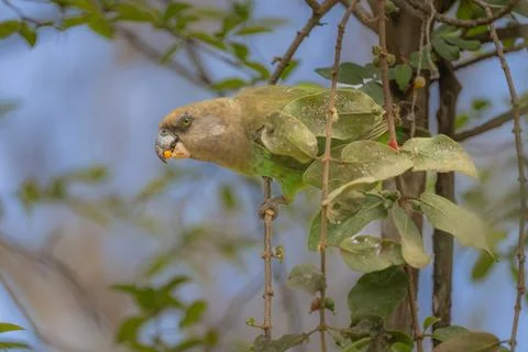 Brown Headed Parrot Stock Photos