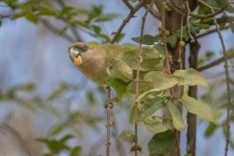 Brown Headed Parrot Stock Photos