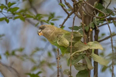Brown Headed Parrot Stock Photos