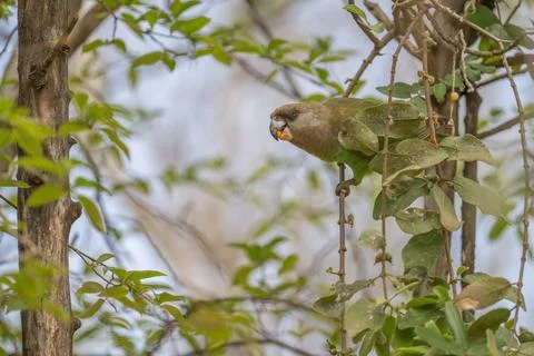 Brown Headed Parrot Stock Photos