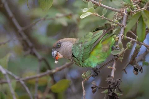 Brown Headed Parrot Foto stock